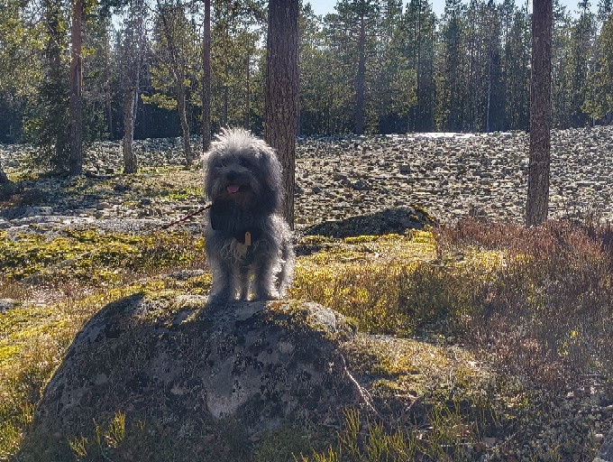 Hanna Sjö 