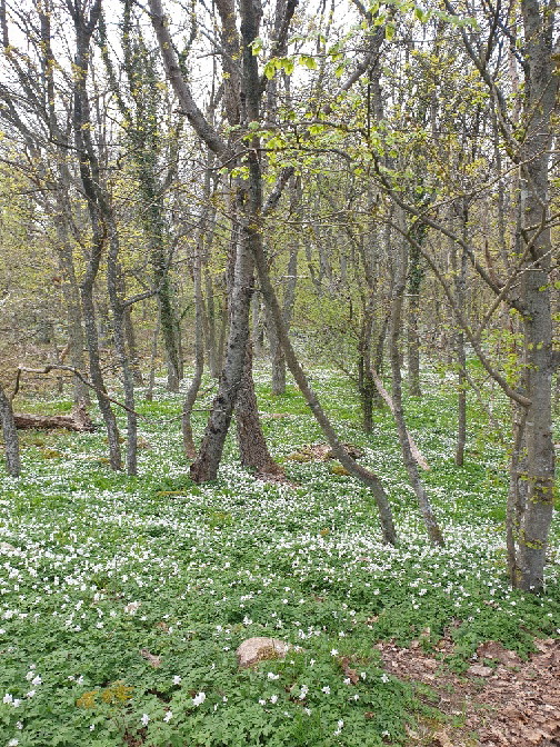 Skogsmyran