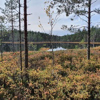 Amilia Hök Felleson