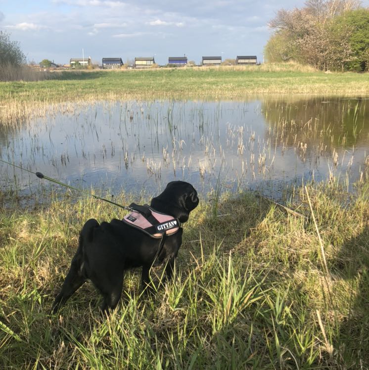 Jennie Bellini Arsvik 