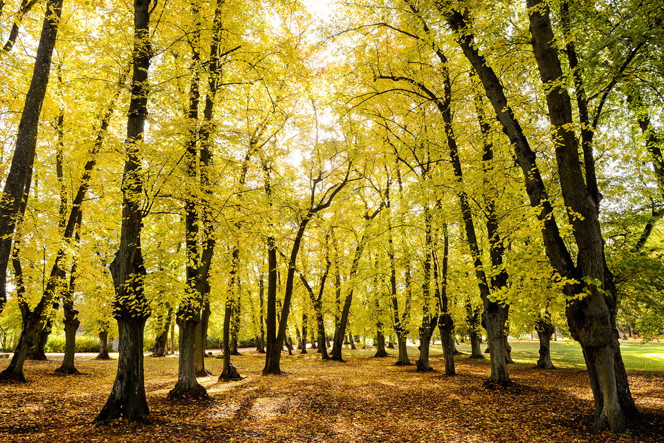 Höstfärger i Judarskogens naturreservat