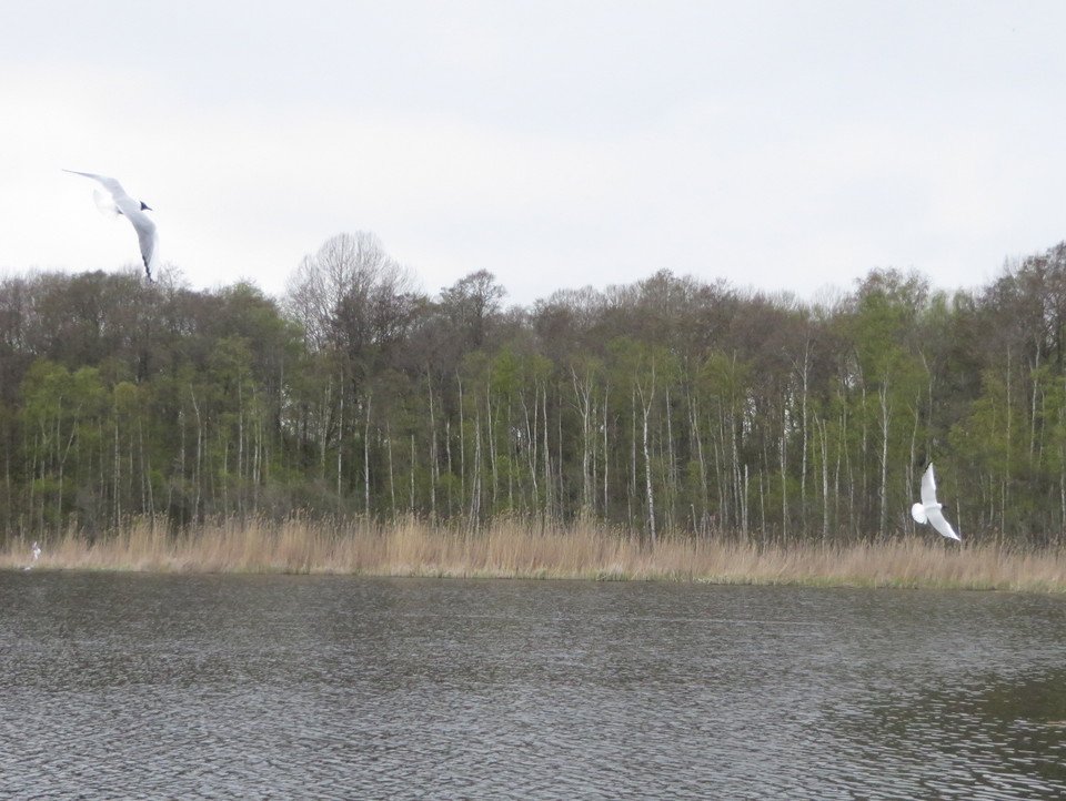 Fåglar över Kyrksjön