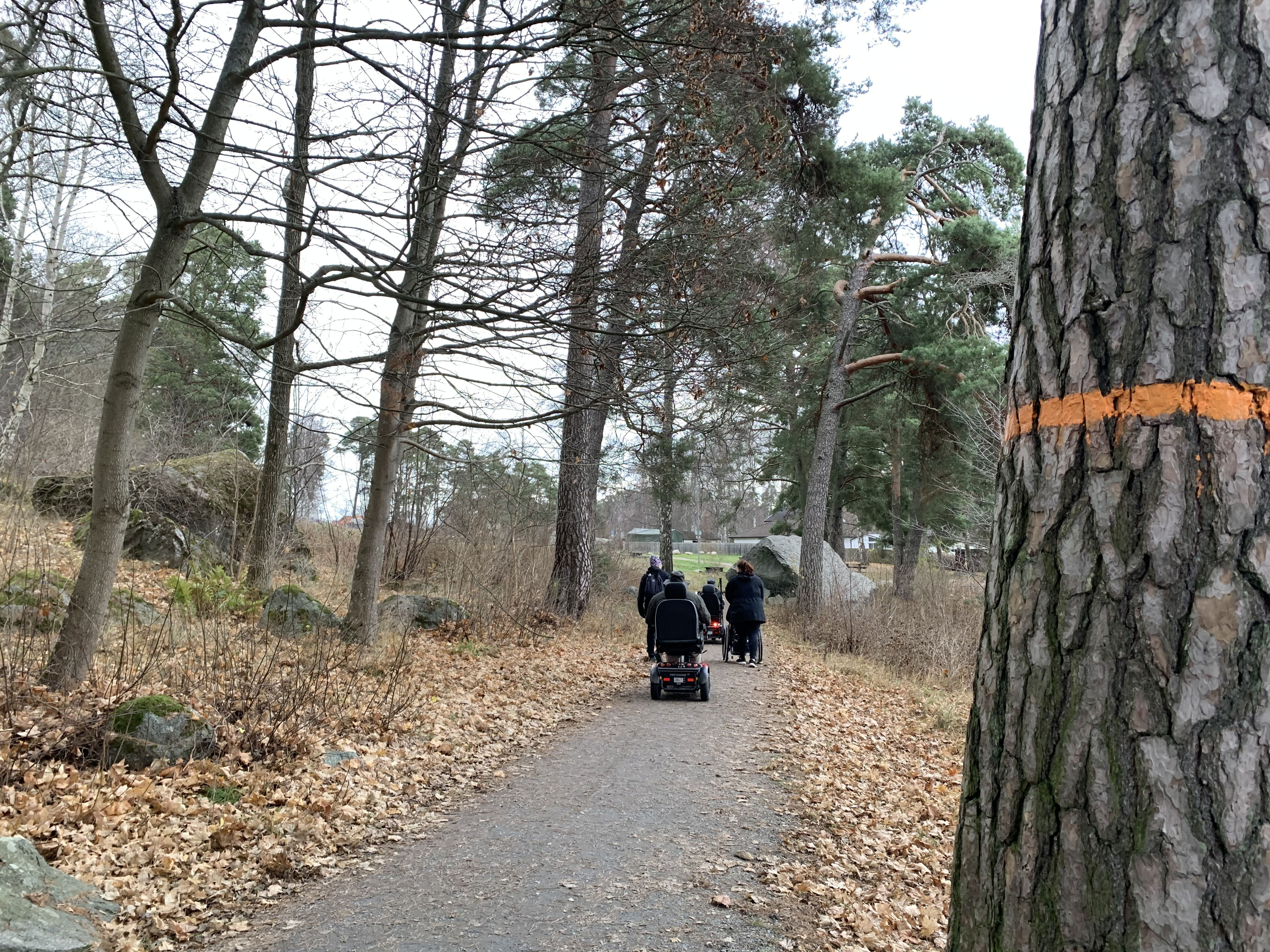 Tallstam med orange ledmarkering och några som åker rullstol på den hårdgjorda stigen i bakgrunden.