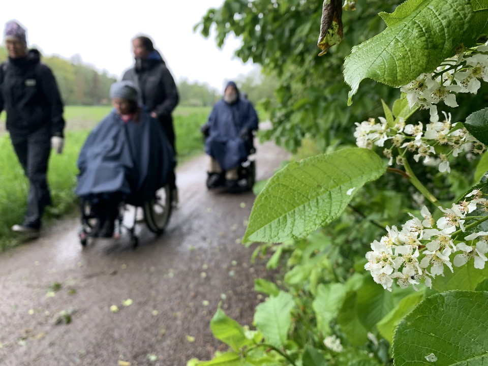 Vackert när häggen blommar