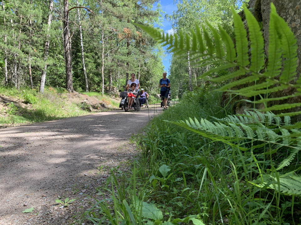 Ormbunkar i förgrunden och en grupp där några sitter i rullstol vandrar på stigen.