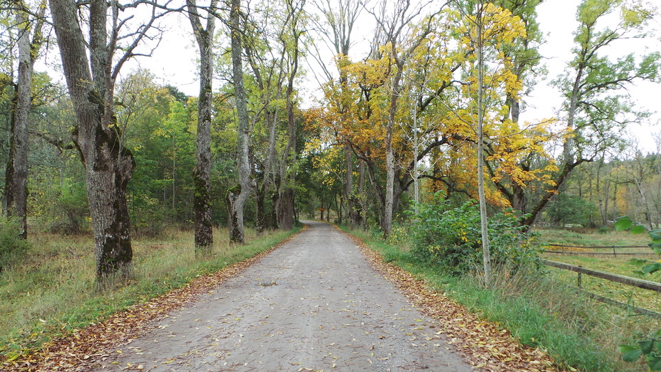 Allén bakom Hägerstalund