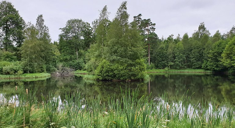 En av dammarna i Mulleskogen.